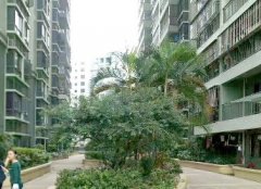 龍華清湖地鐵口|龍華4棟花園小區(qū)，唯一在賣(mài)的4棟大型小區(qū)房